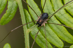 Dasylobus