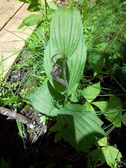 Cypripedium parviflorum