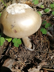 Amanita