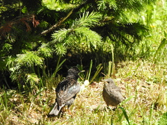 Sturnus vulgaris