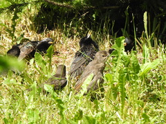 Sturnus vulgaris