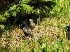 Sturnus vulgaris