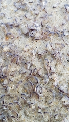 Themisto australis