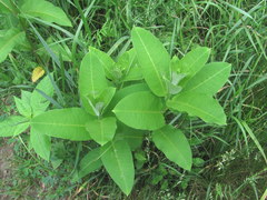 Asclepias syriaca