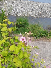 Rubus fruticosus