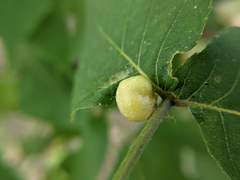 Phylloxera caryaemagna