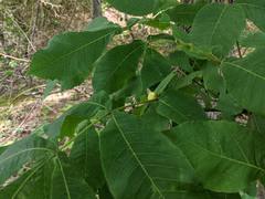 Phylloxera caryaemagna