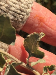 Atriplex lentiformis lentiformis