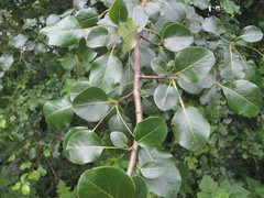 Pyrus communis caucasica