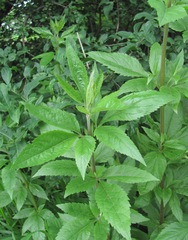Eupatorium cannabinum