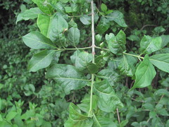 Euonymus europaeus