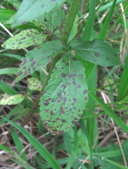 Eupatorium cannabinum
