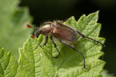 Amphicoma carcelii