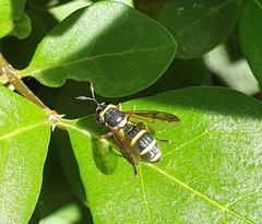Ceriana vespiformis