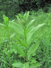 Asclepias syriaca