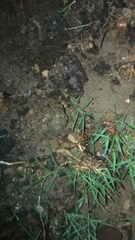 Anaxyrus compactilis