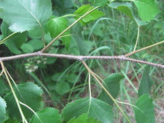 Betula pendula