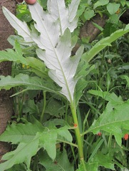 Cirsium arvense