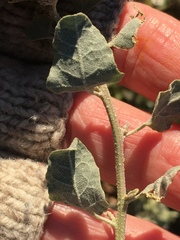 Atriplex lentiformis lentiformis