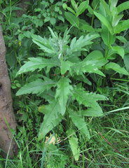 Cirsium arvense