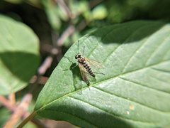 Chrysopilus ornatus