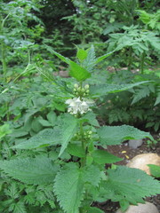 Lamium album