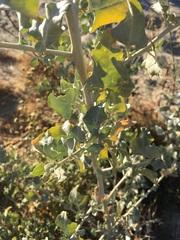 Atriplex lentiformis lentiformis