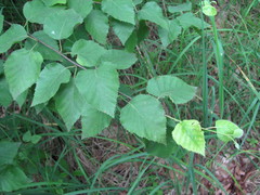 Betula pubescens