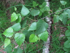 Betula pendula