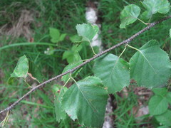 Betula pendula