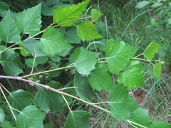 Betula pendula