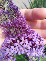 Buddleja davidii