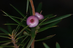 Cyathodes glauca