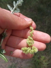 Scorpiurus muricatus