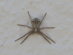 Pulchellodromus pulchellus