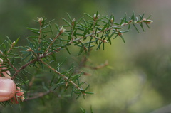 Cyathodes glauca