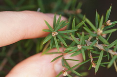 Cyathodes glauca