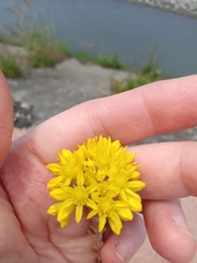 Petrosedum rupestre