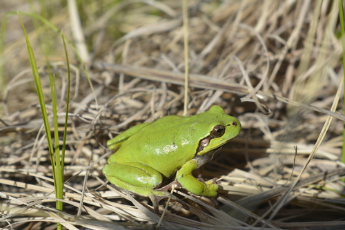 Japanese Tree Frog
