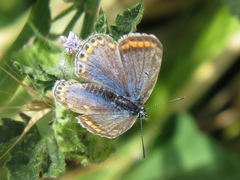 Polyommatus celina
