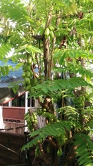 Averrhoa bilimbi