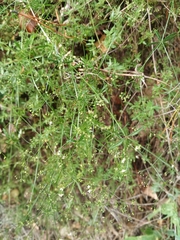 Galium papillosum