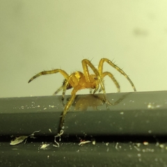Araneae