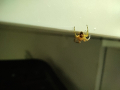 Araneae