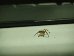 Araneae