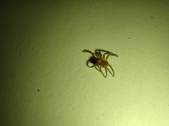 Araneae