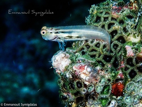 Coral blenny (Ecsenius yaeyamaensis) — Blenniidae — 5