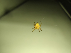 Araneae