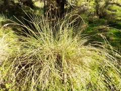 Juncus sarophorus