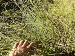 Juncus sarophorus